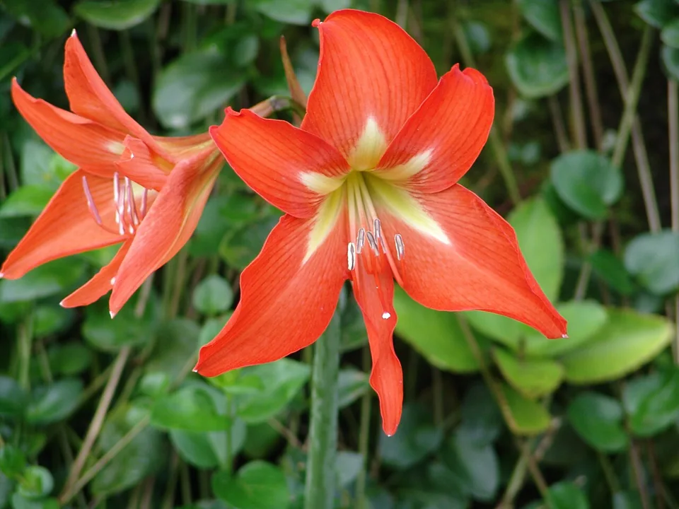 Amarílis: Hippeastrum