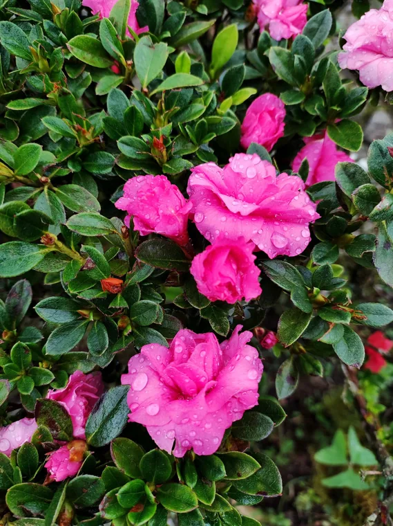 Azaleia: Rhododendron simsii