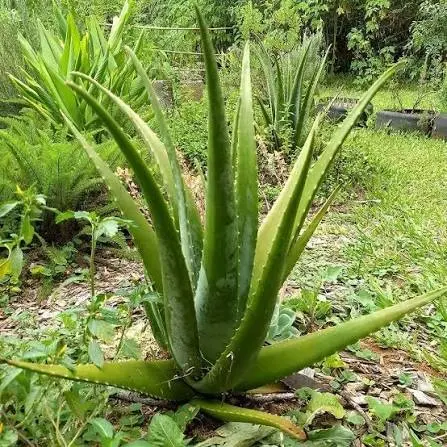 Babosa: Aloe vera