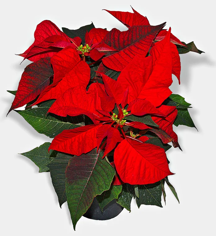 Bico-de-papagaio: Euphorbia pulcherrima
