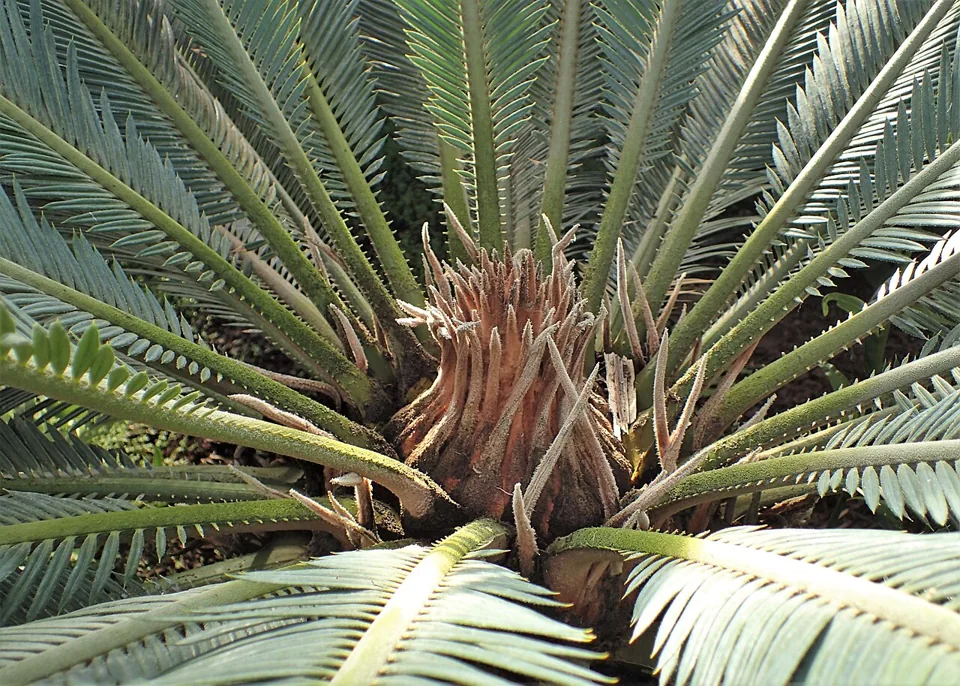 Cica ou palmeira-sagu: Cycas revoluta