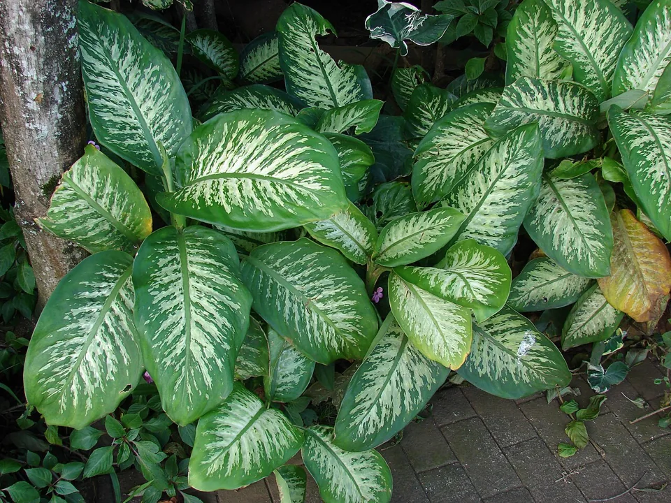 Comigo-ninguém-pode: Dieffenbachia seguine