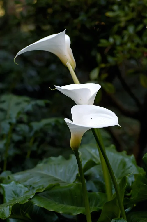 Copo-de-leite: Zantedeschia aethiopica