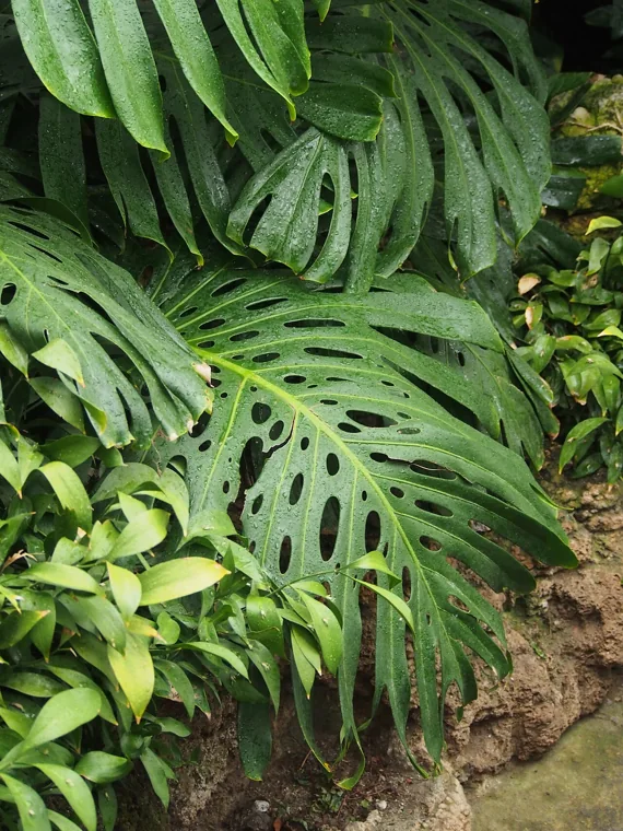 Costela-de-adão: Monstera deliciosa