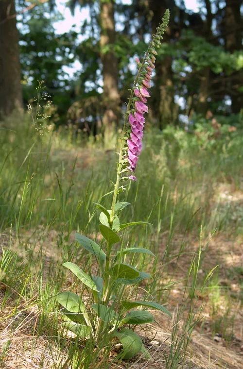 Dedaleira: Digitalis purpurea