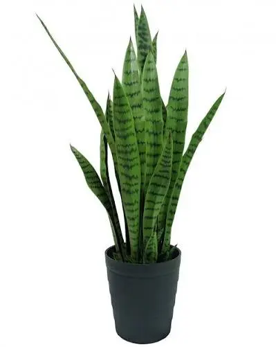 Espada-de-são-jorge: Dracaena trifasciata