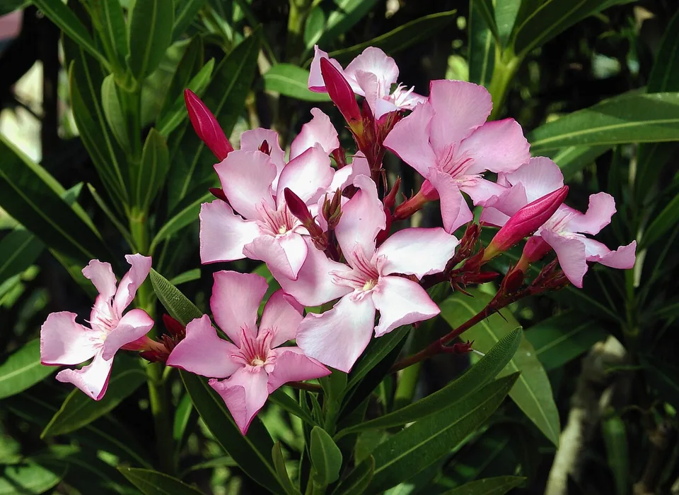 Espirradeira ou oleandro: Nerium oleander