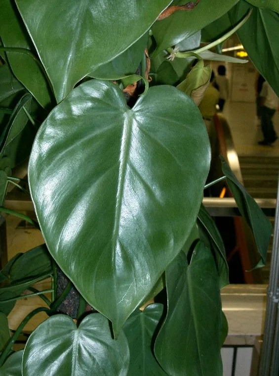 Filodendro: Philodendron hederaceum