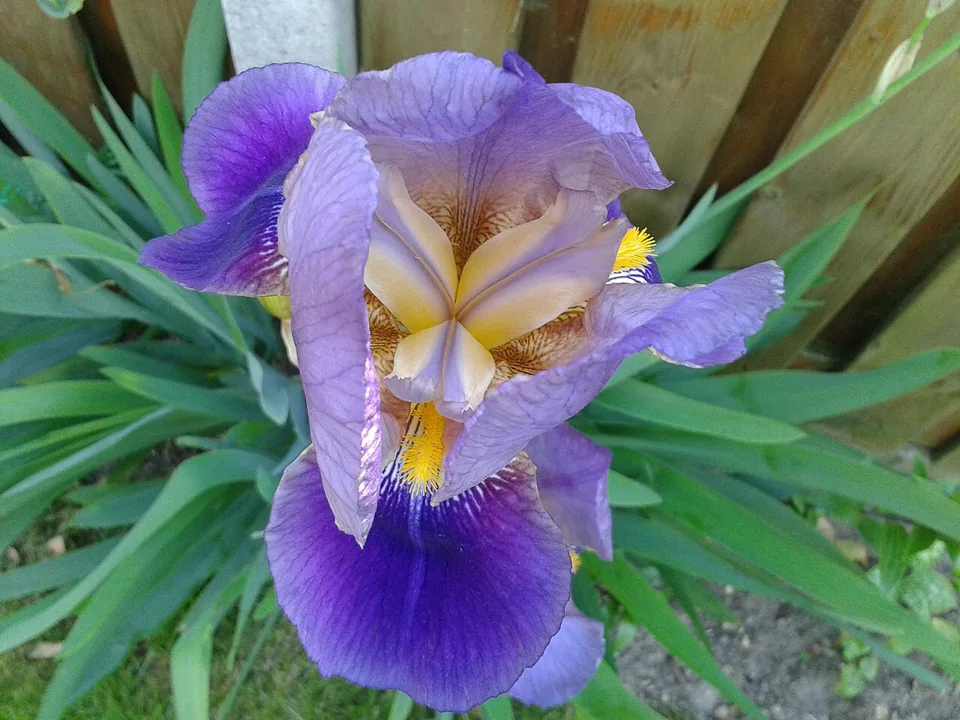 Íris: Iris germanica