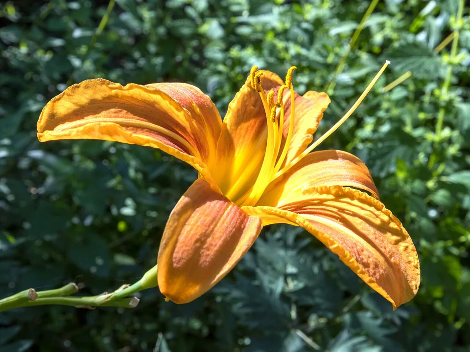 Lírio-de-um-dia: Hemerocallis fulva