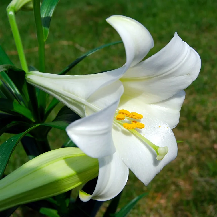 Lírio verdadeiro: Lilium longiflorum