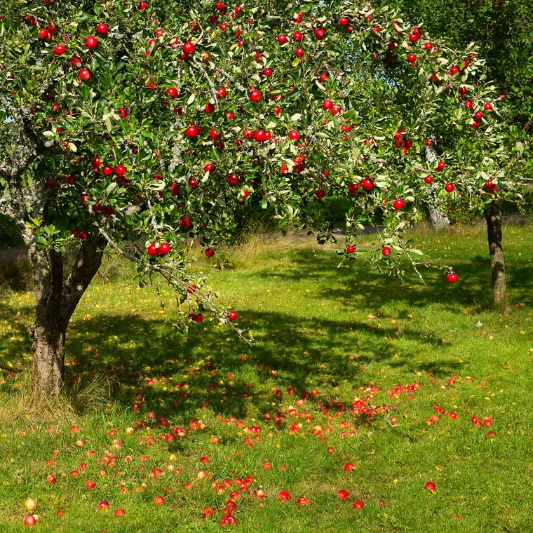 Macieira: atenção às sementes: Malus domestica