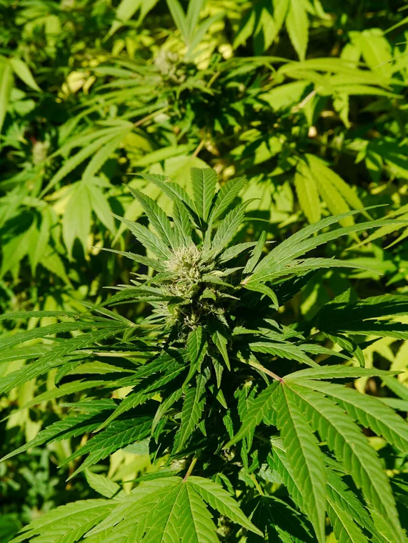 Maconha: Cannabis sativa