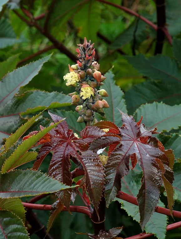Mamona: Ricinus communis
