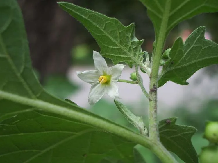 Maria-pretinha: Solanum nigrum