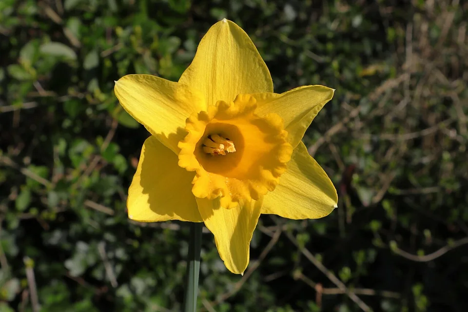 Narciso: Narcissus pseudonarcissus
