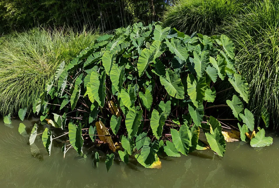 Orelha-de-elefante: Colocasia esculenta