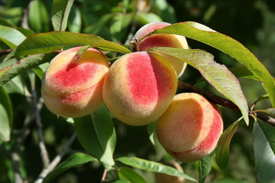Pessegueiro: atenção ao caroço: Prunus persica