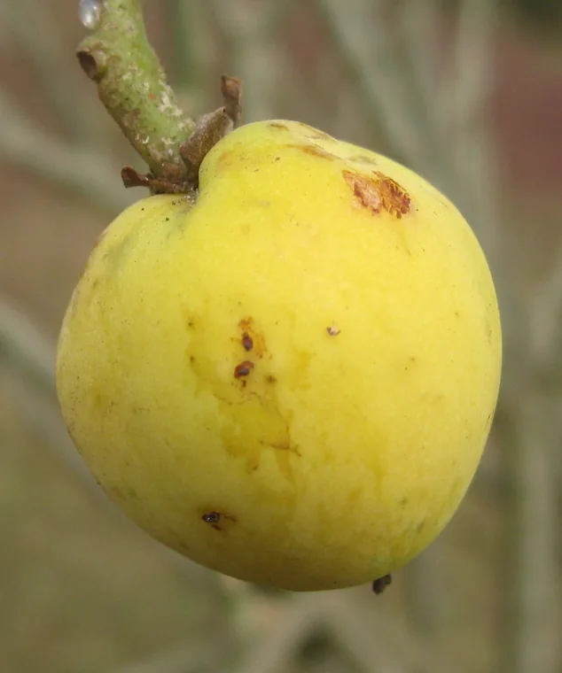 Pinhão-paraguaio ou pinhão-de-purga: Jatropha curcas