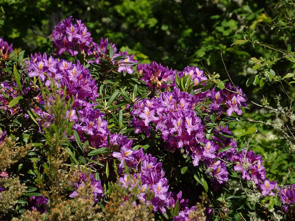 Rododendro: Rhododendron ponticum