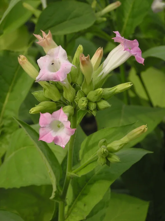 Tabaco: Nicotiana tabacum