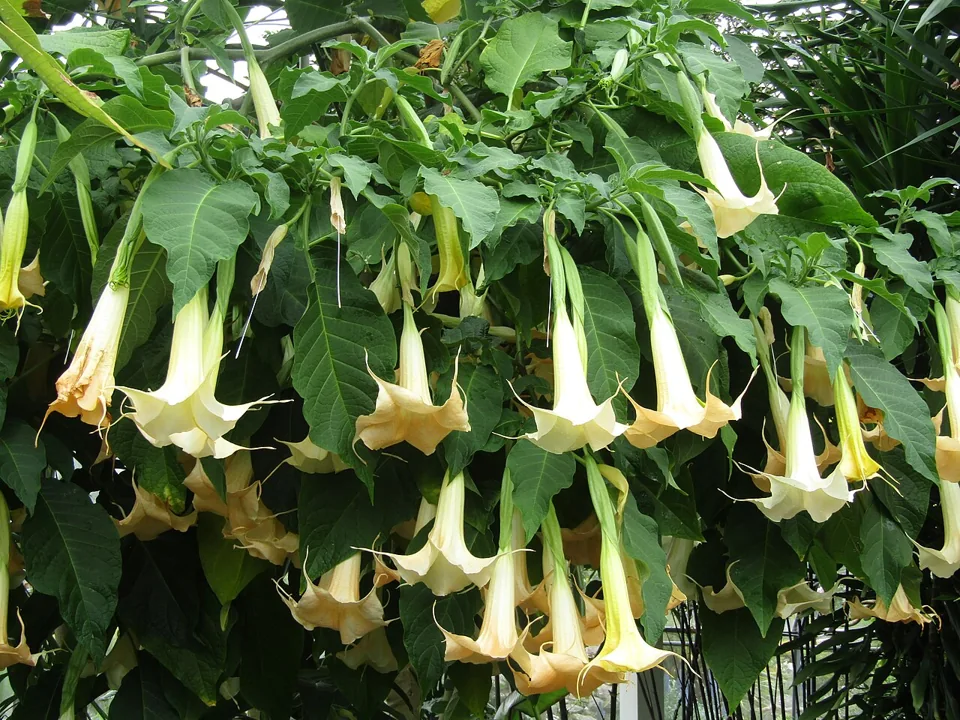 Trombeteira: Brugmansia suaveolens