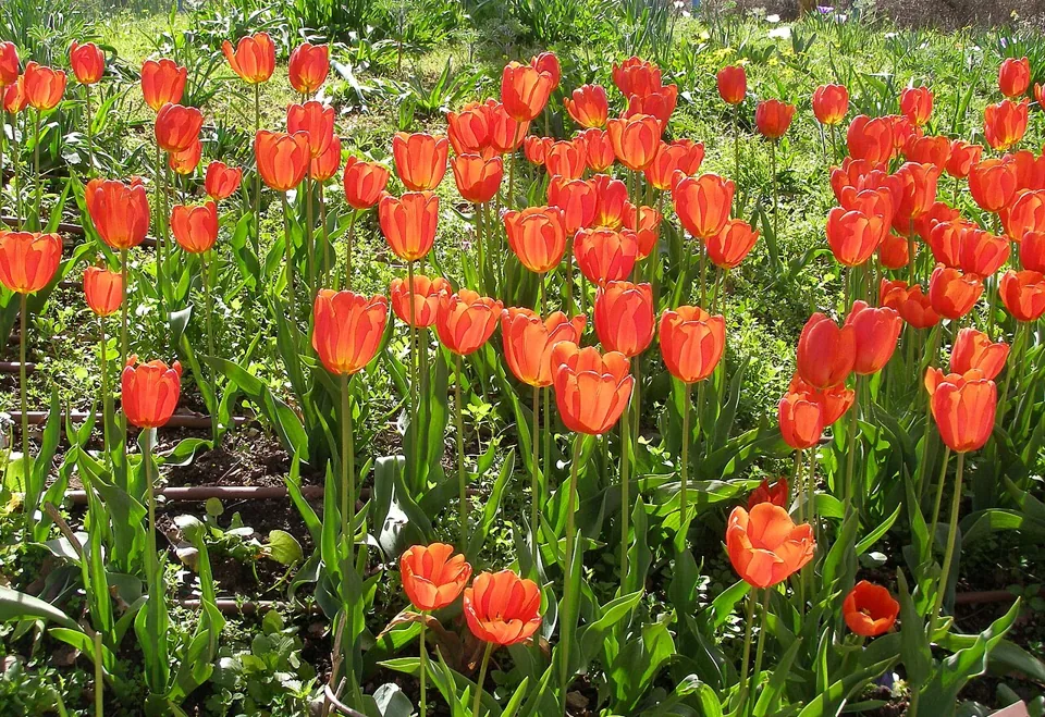 Tulipa: Tulipa gesneriana
