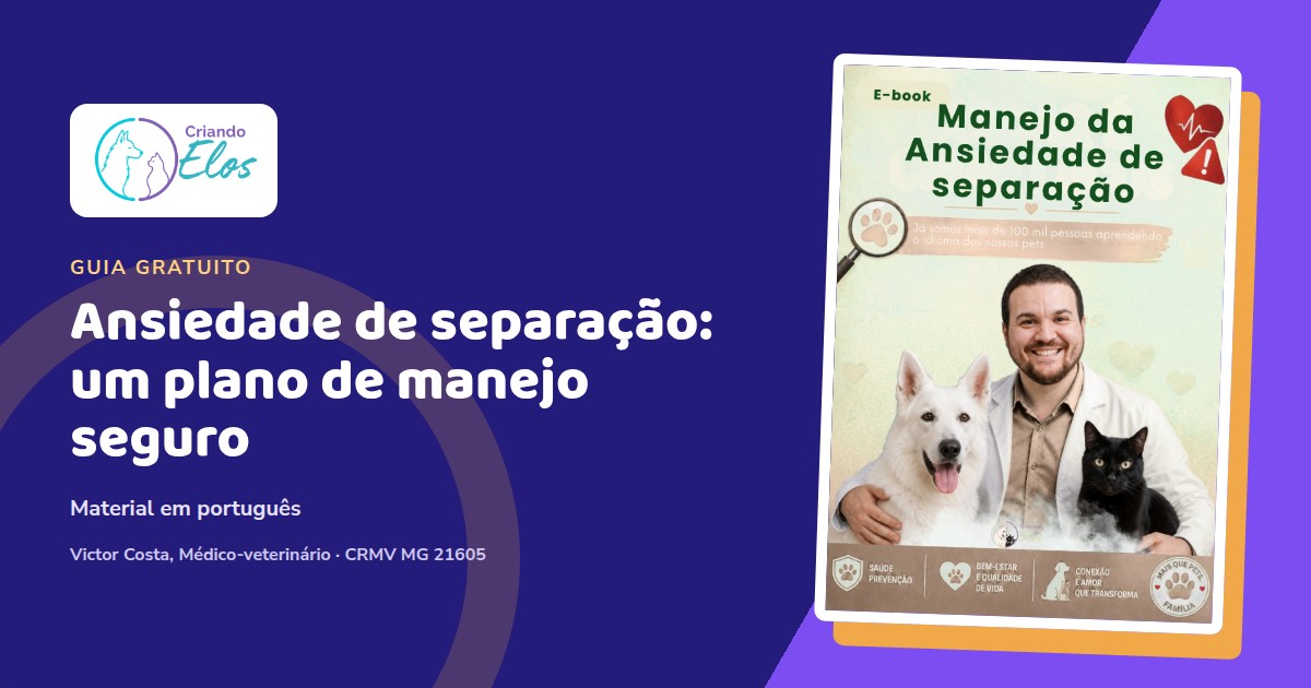 Cão e gato descansando em casa durante um plano gradual de manejo da ansiedade de separação