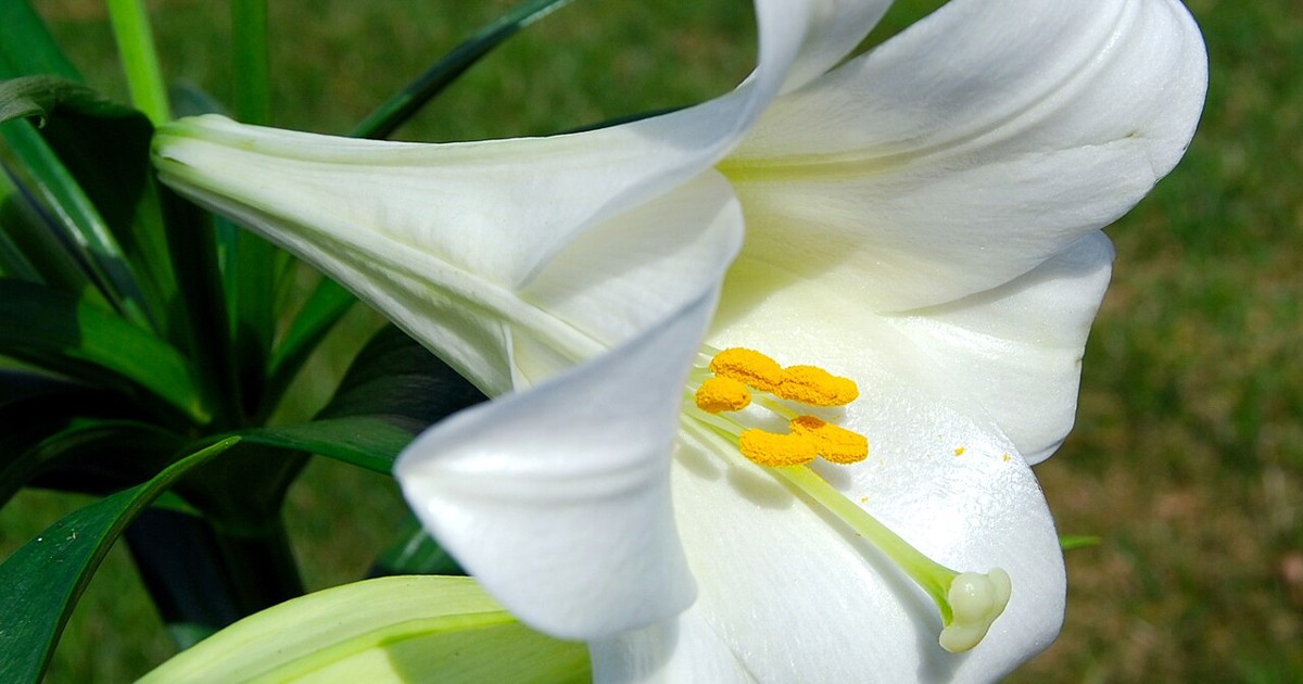 Lírio branco Lilium longiflorum, planta de alto risco para gatos